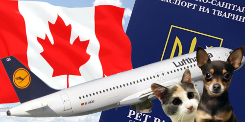 Як перевезти собаку чи кота в Канаду? Які документи потрібні