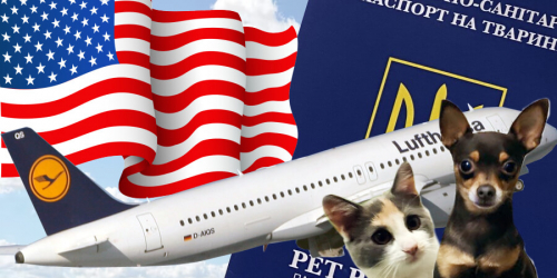 Як перевезти собаку чи кота в США?  Які документи потрібні